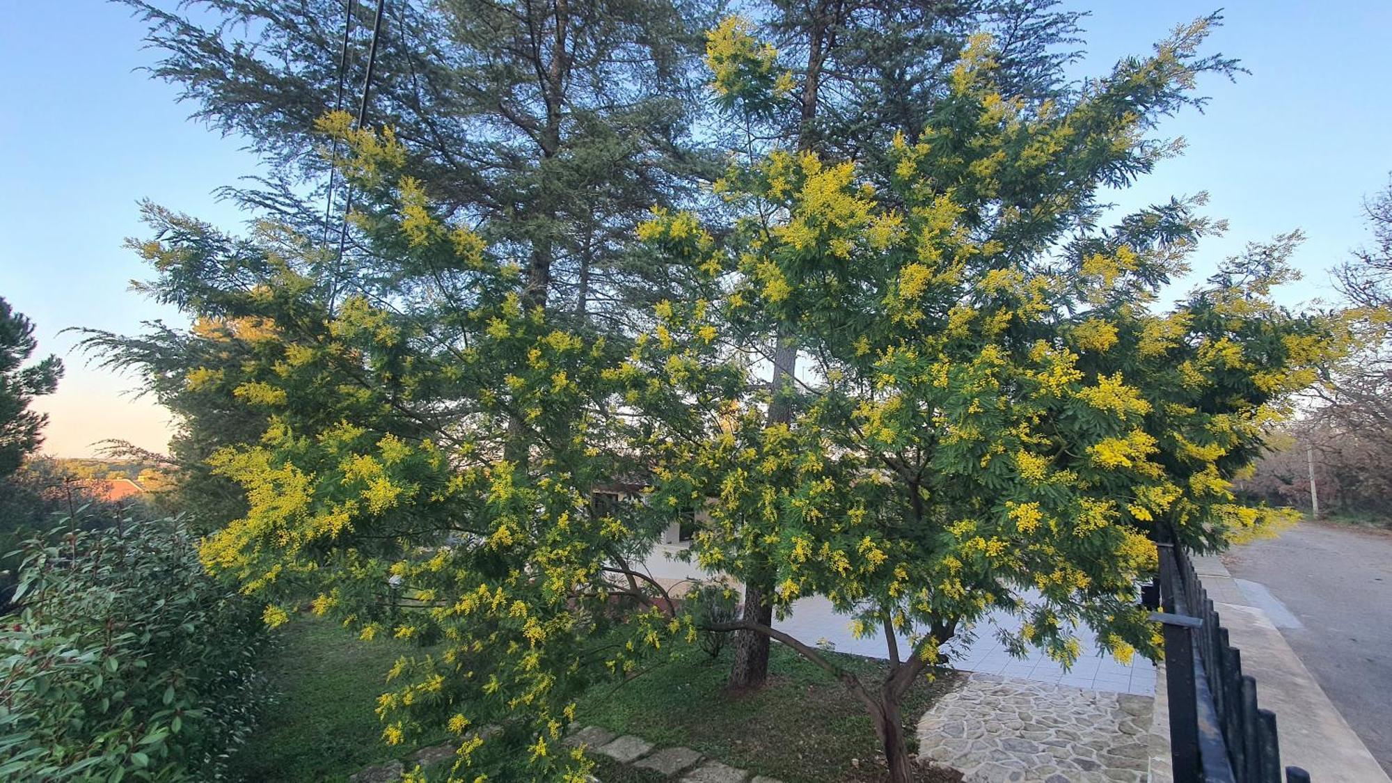 Mercadante - Luxury Holiday House Cassano delle Murge Esterno foto